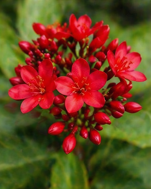 Jatropha Plant