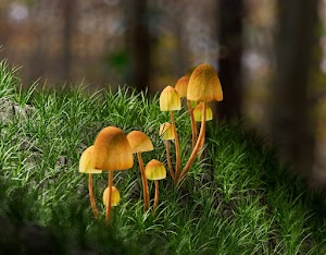 Mushrooms Picture