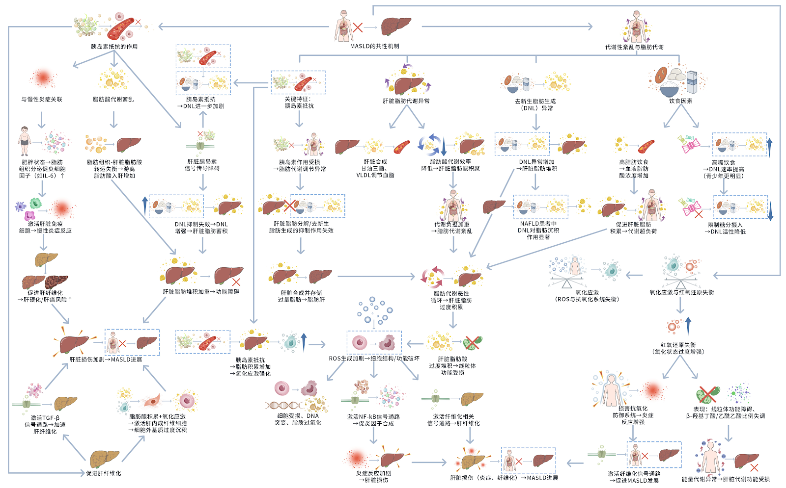 Metabolic dysfunction-related fatty liver disease: pathological mechanisms mediated by common and heterogeneous pathways