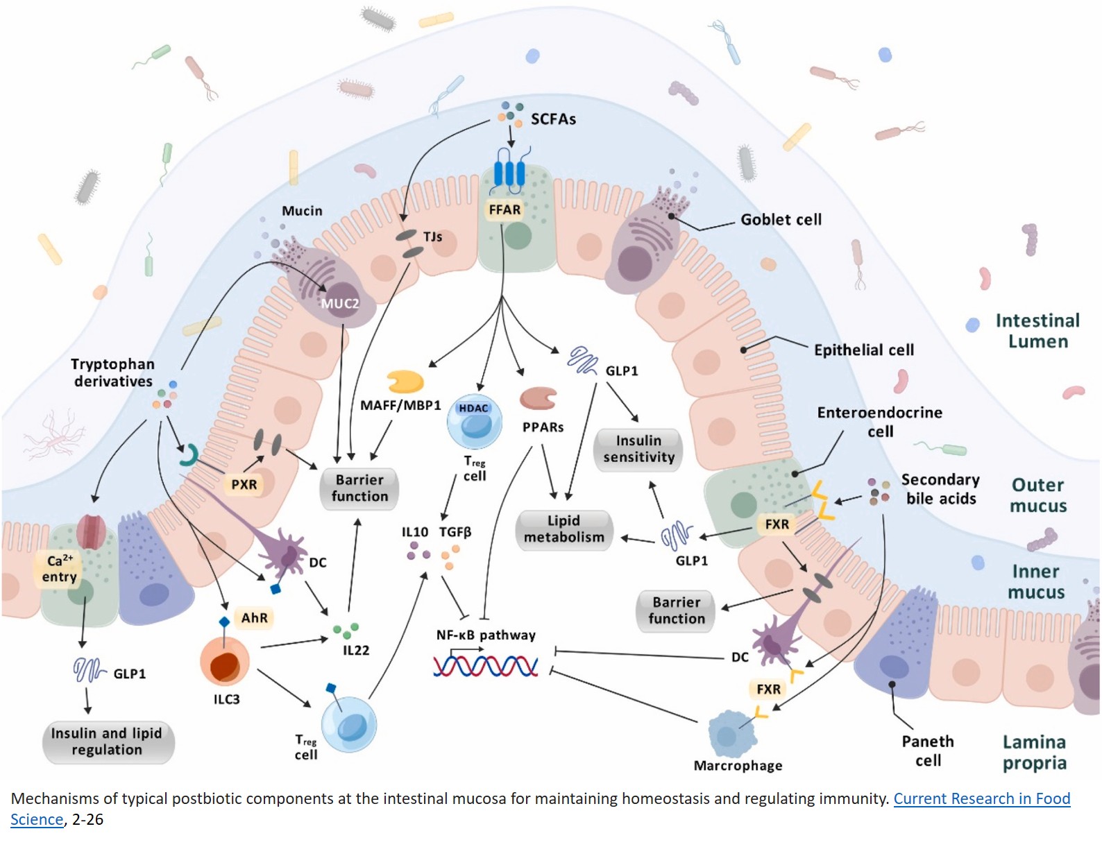 Beneficial impacts of postbiotic components –– Crosstalk between gut and organs