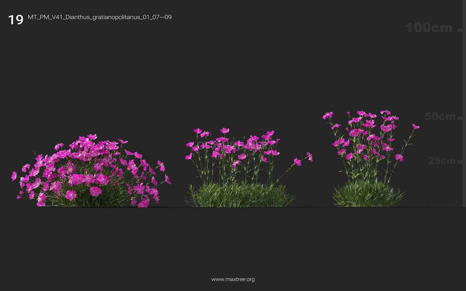 Maxtree - Plant Models Vol.41