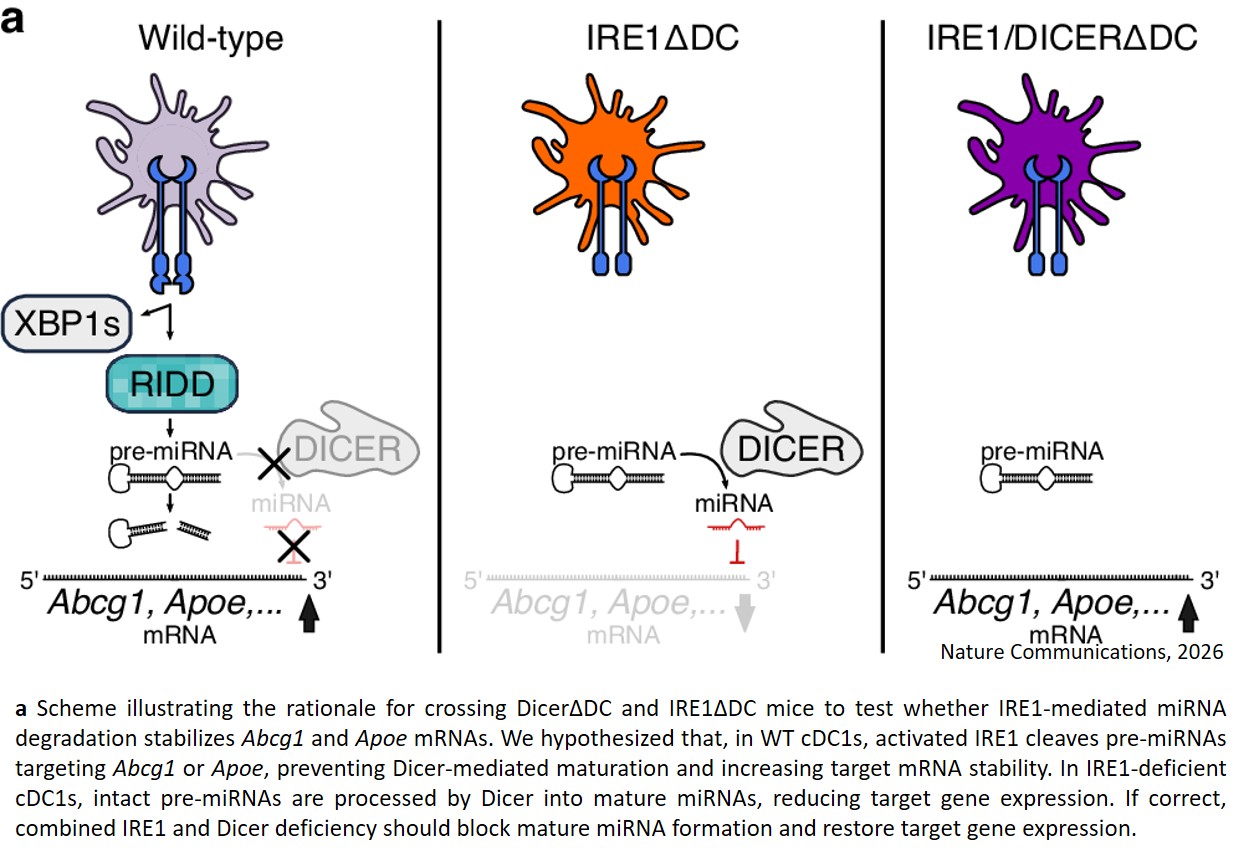 Cellular stress sensor also acts as a cholesterol sensor in immune cells