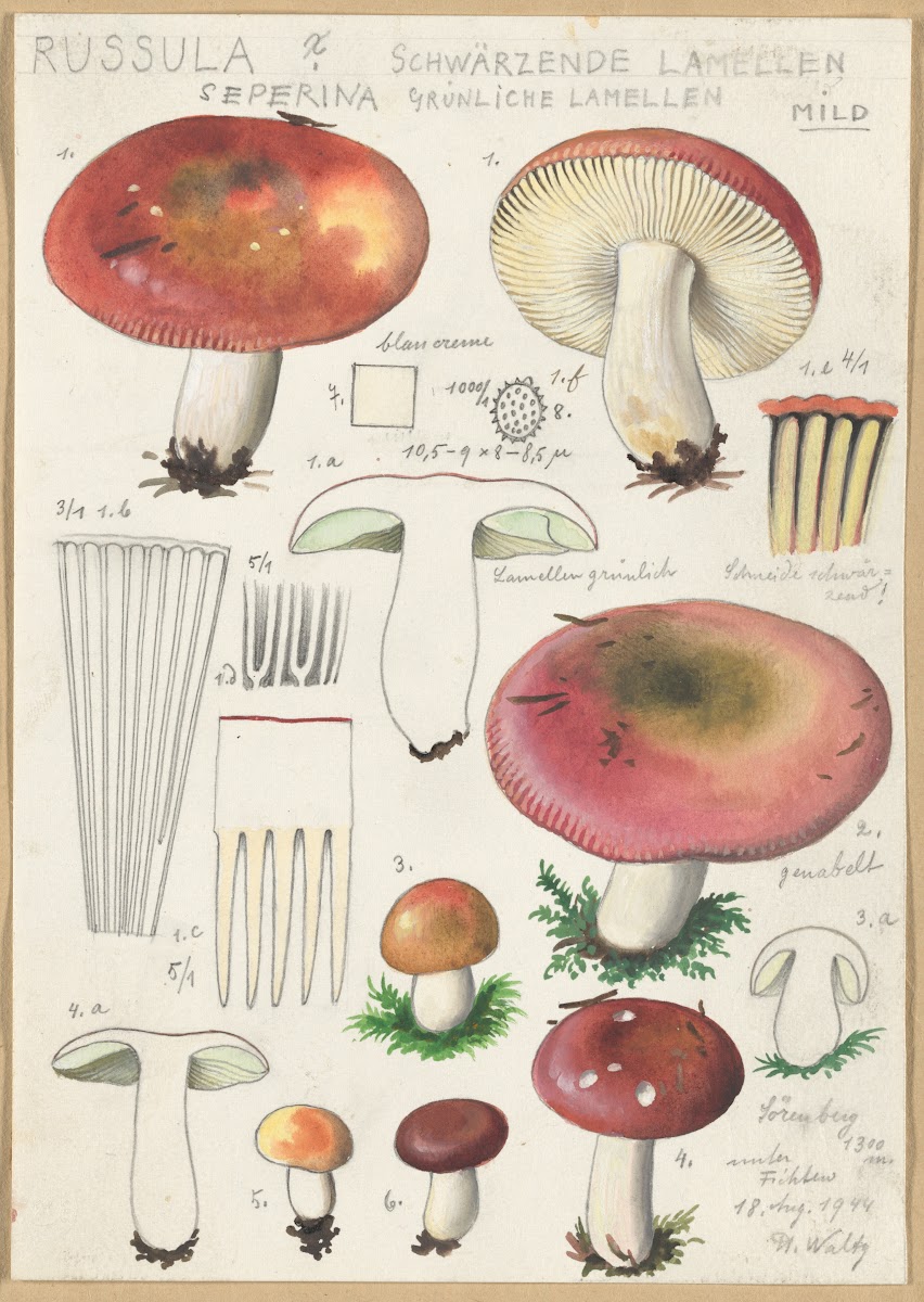Russula Seperina 1915 1945
