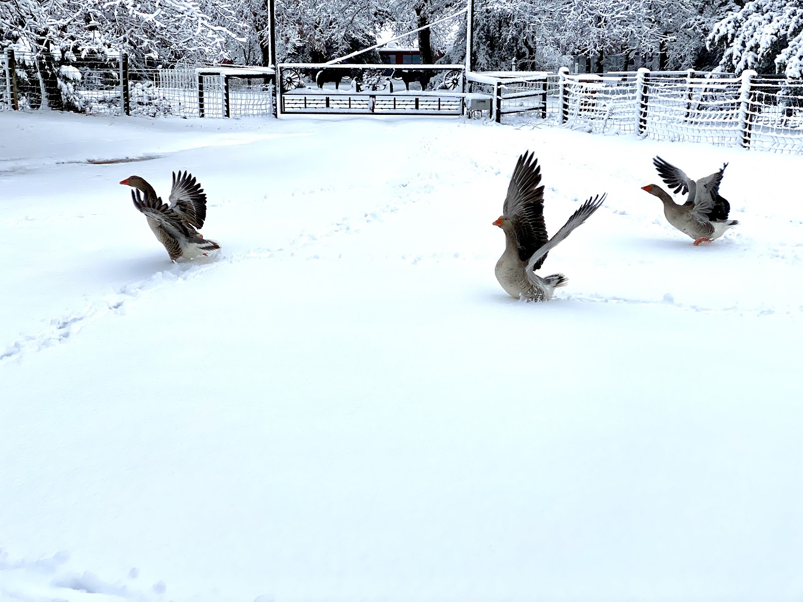 French Toulouse Goose