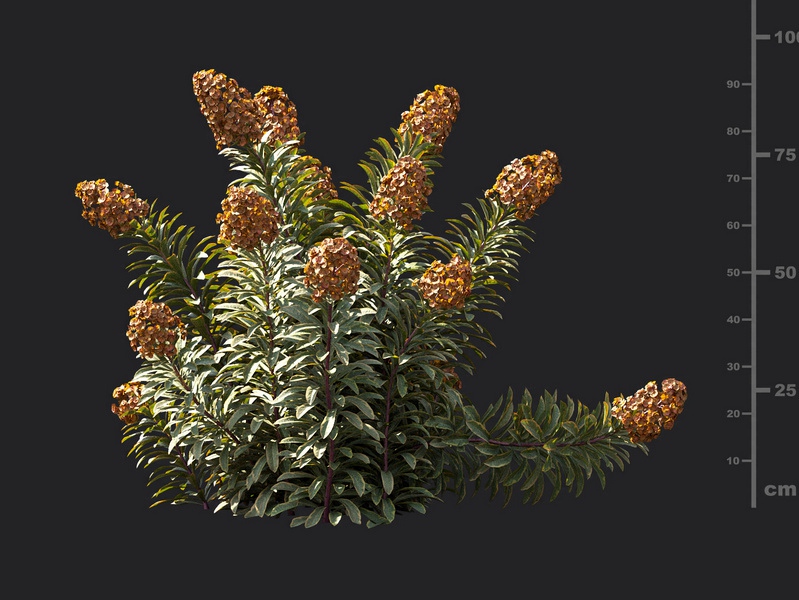 Maxtree - Plant Models Vol.119