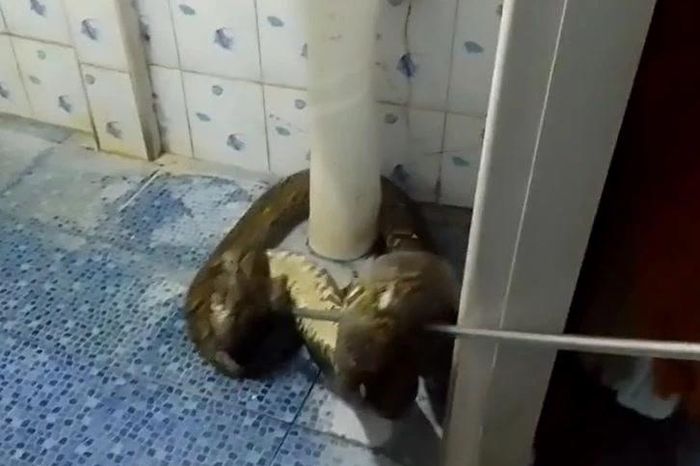 Vào nhà tắm, người phụ nữ hoảng loạn phát hiện trăn khổng lồ dài hơn 4,5 mét - Tạp chí Doanh Nghiệp Việt Nam