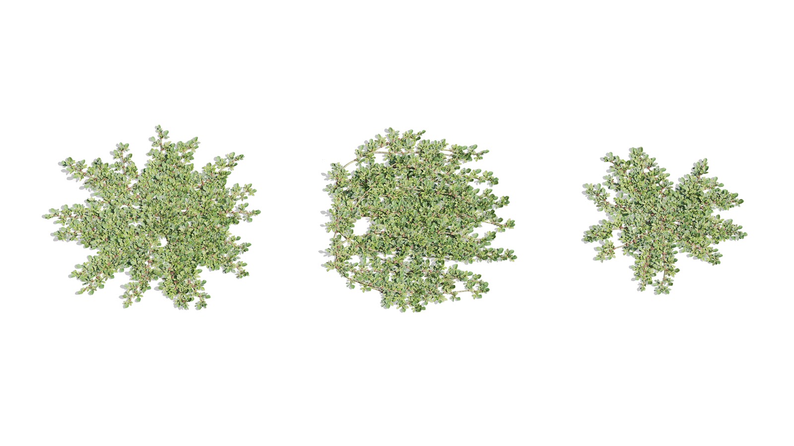 Maxtree - Plant Models Vol.73