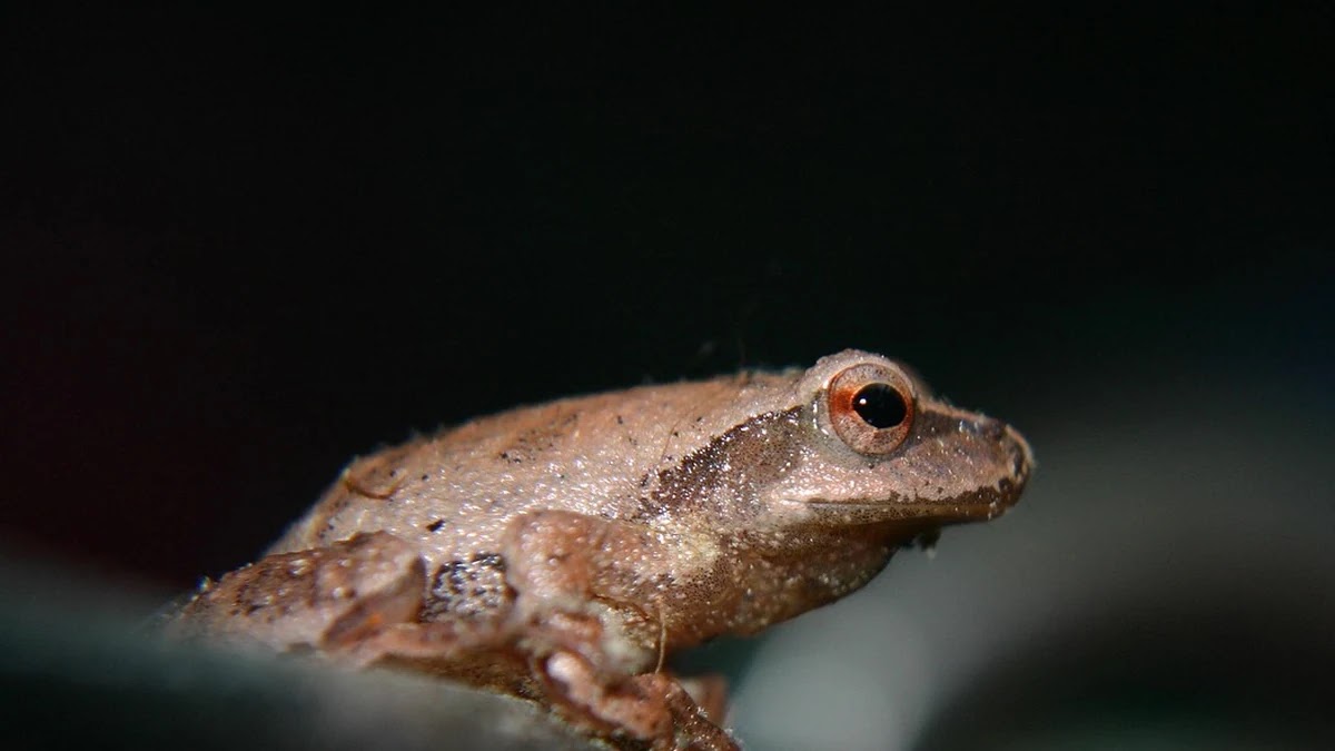 우물 안 개구리 뜻과 유래, 비슷한 표현과 사용 상황
