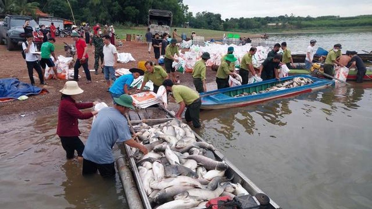 Hình ảnh hơn 200 tấn cá chết ở hồ Trị An - Báo Người Lao Động