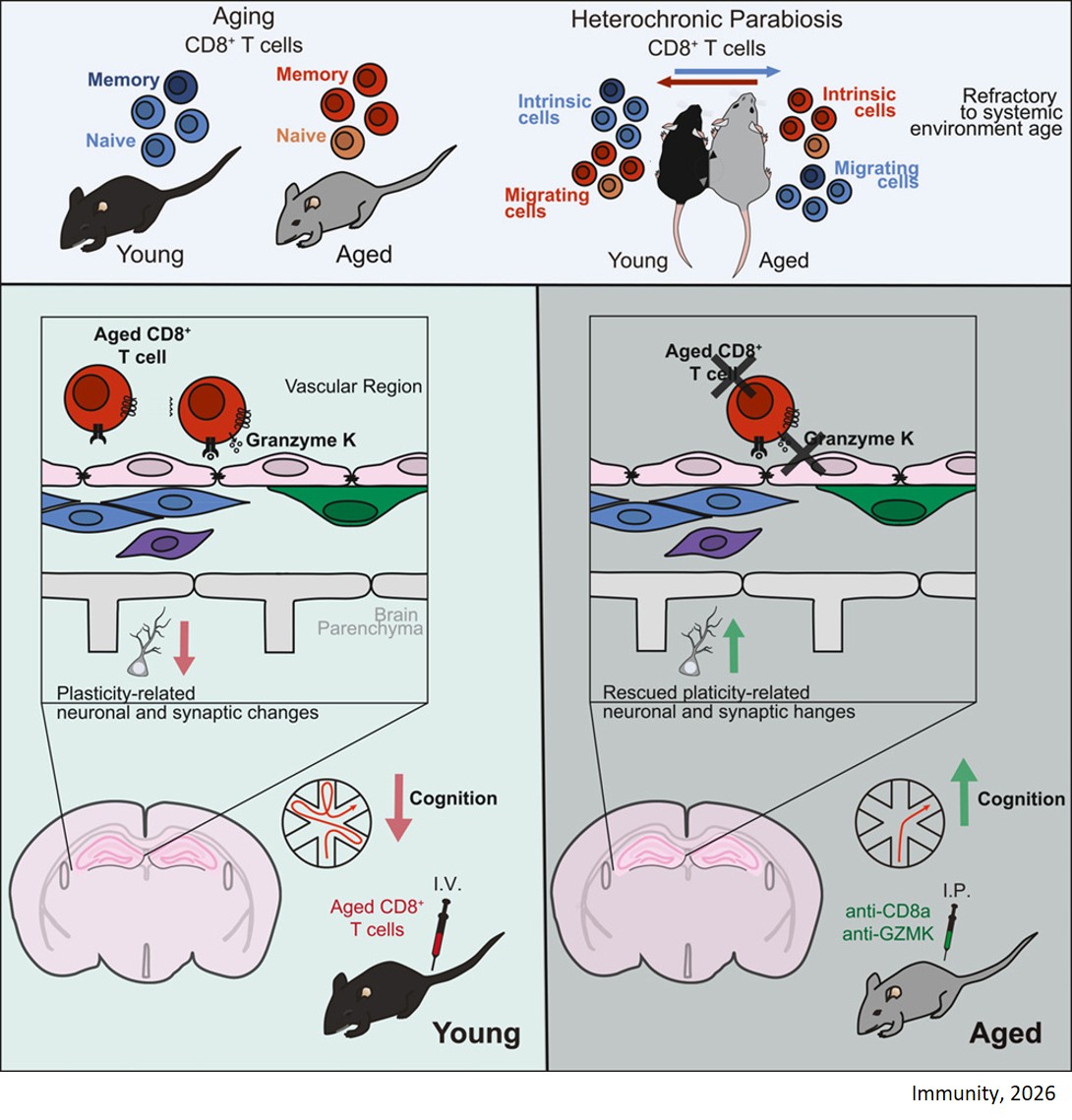 Aged circulating CD8+ T cells and their secreted factors drive cognitive decline