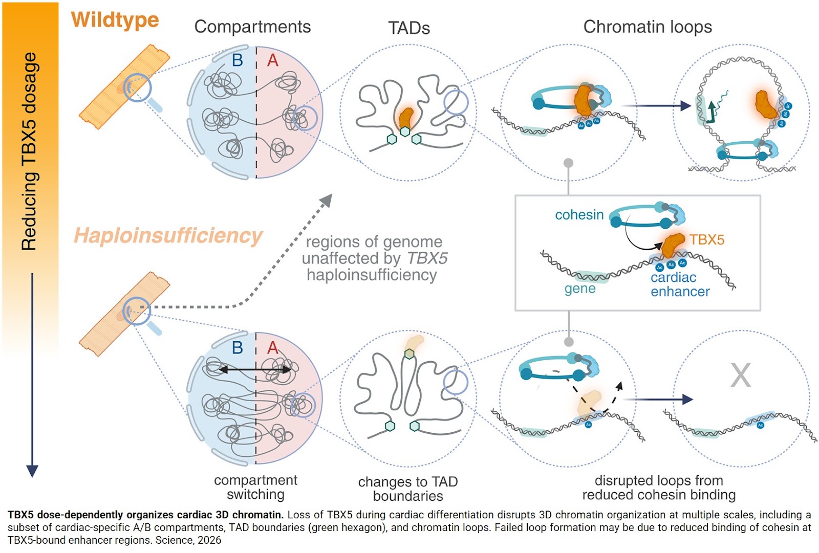 Low heart disease–linked transcription factor dismantles DNA organization