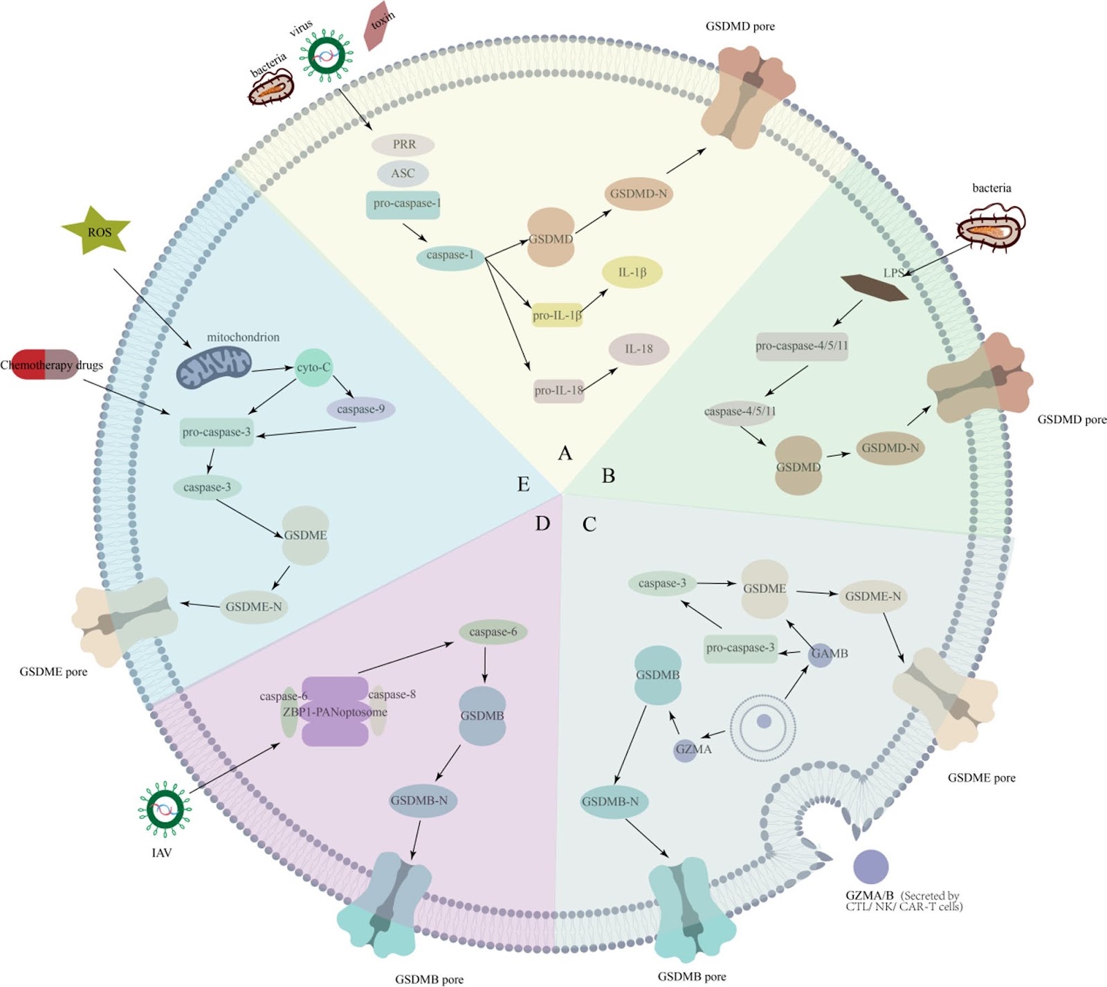 The role of stem cell-derived exosomes in regulating pyroptosis for disease therapy