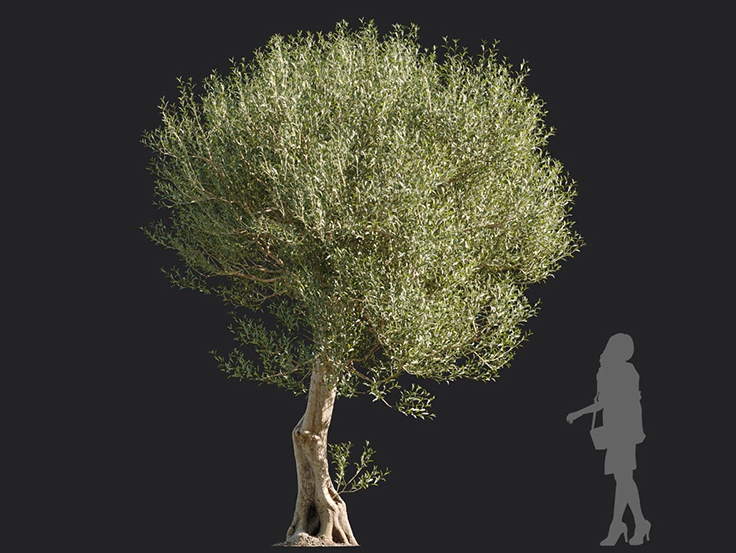 Maxtree - Plant Models Vol.113