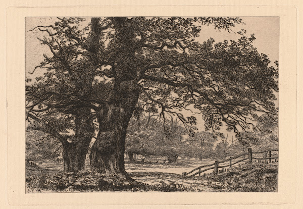Oaks in Sherwood Forest 1881
