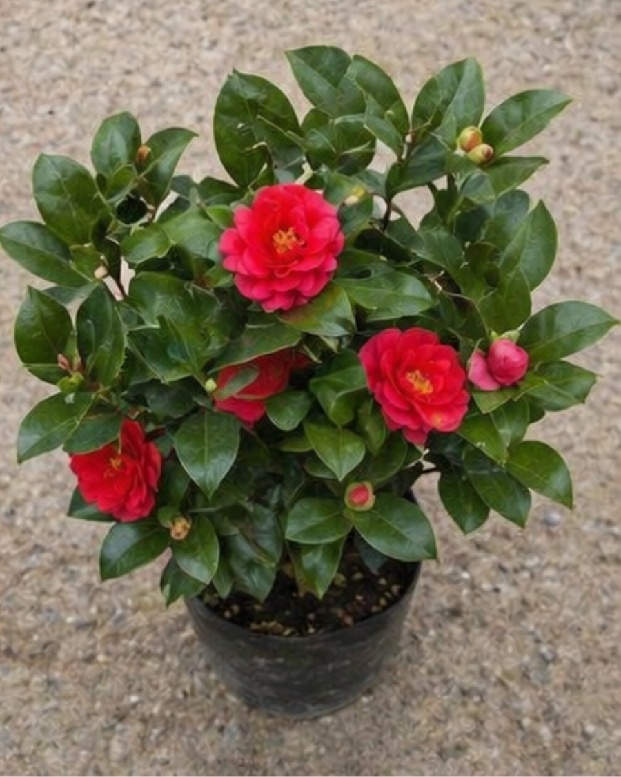 Camellia Plant — view 4