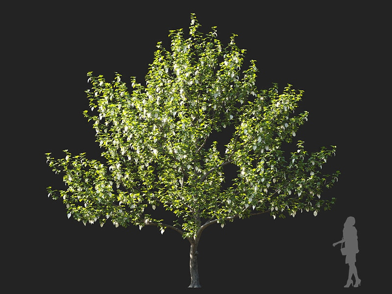 Maxtree - Plant Models Vol.122