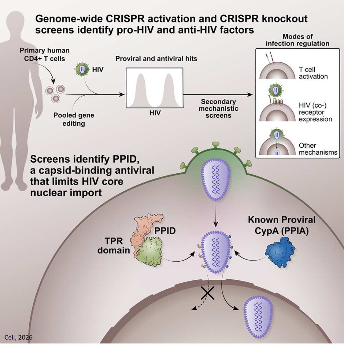 Systematic discovery of pro- and anti-HIV host factors in primary human CD4+ T cells