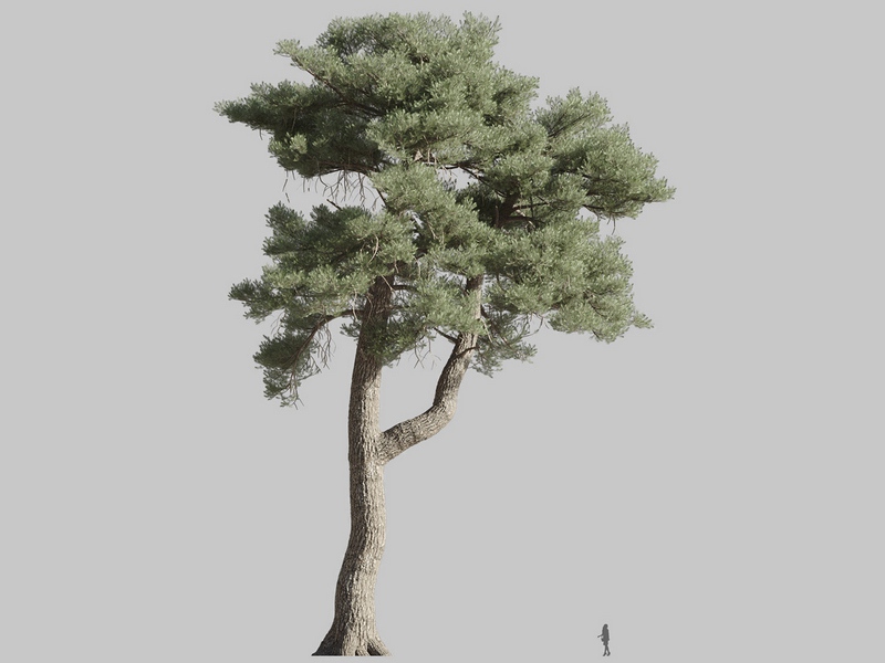 Maxtree - Plant Models Vol.126