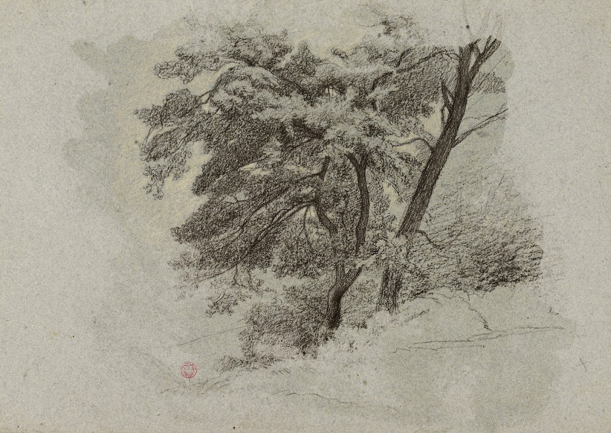 Arbres 19th century