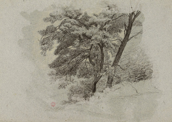 Arbres 19th century