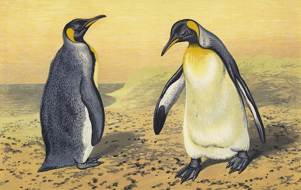 The King Penguin 1871
