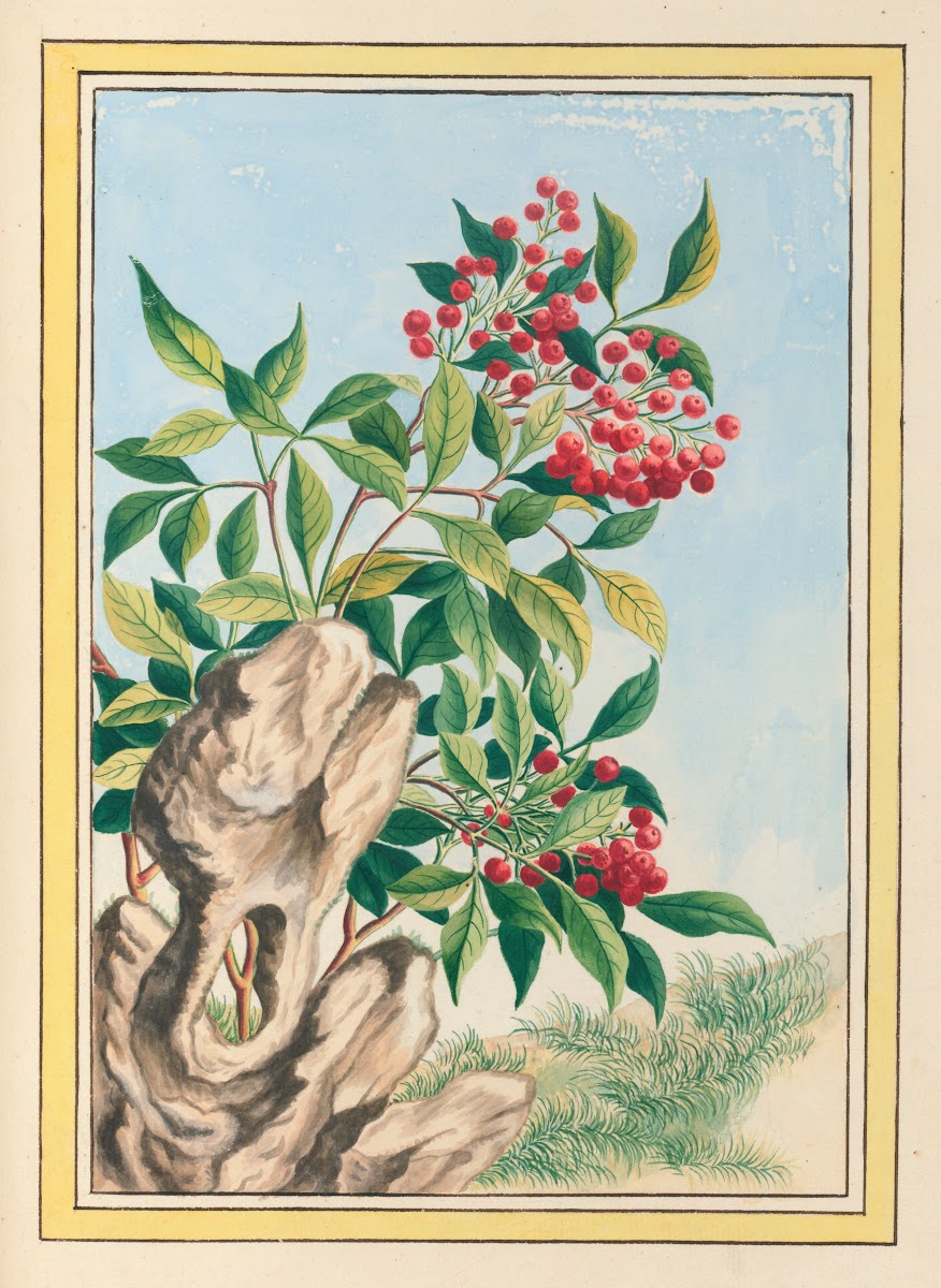 Plantes de Chine Pl089 1776