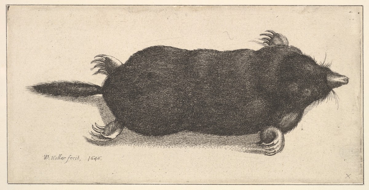 Dead Mole 1646