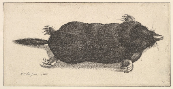 Dead Mole 1646