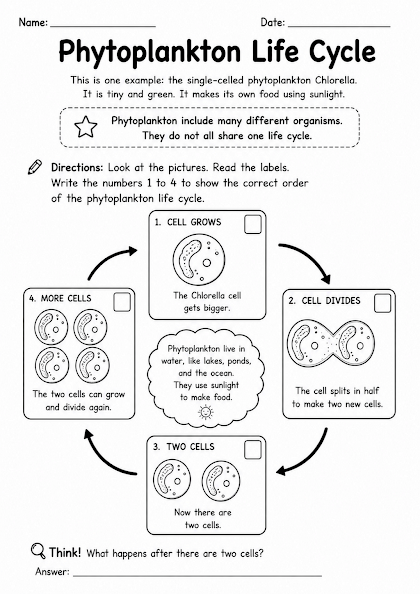Phytoplankton Life Cycle Worksheet