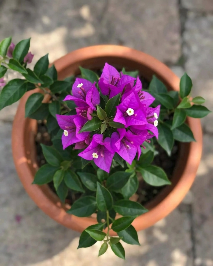 Imported Star Bougainvillea Plant — view 3