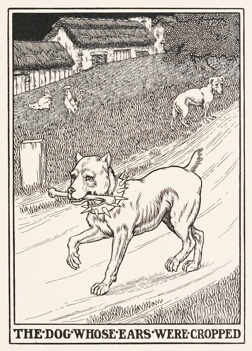 The Dog whose Ears were Cropped 1900