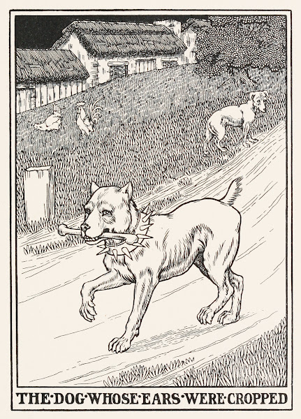 The Dog whose Ears were Cropped 1900