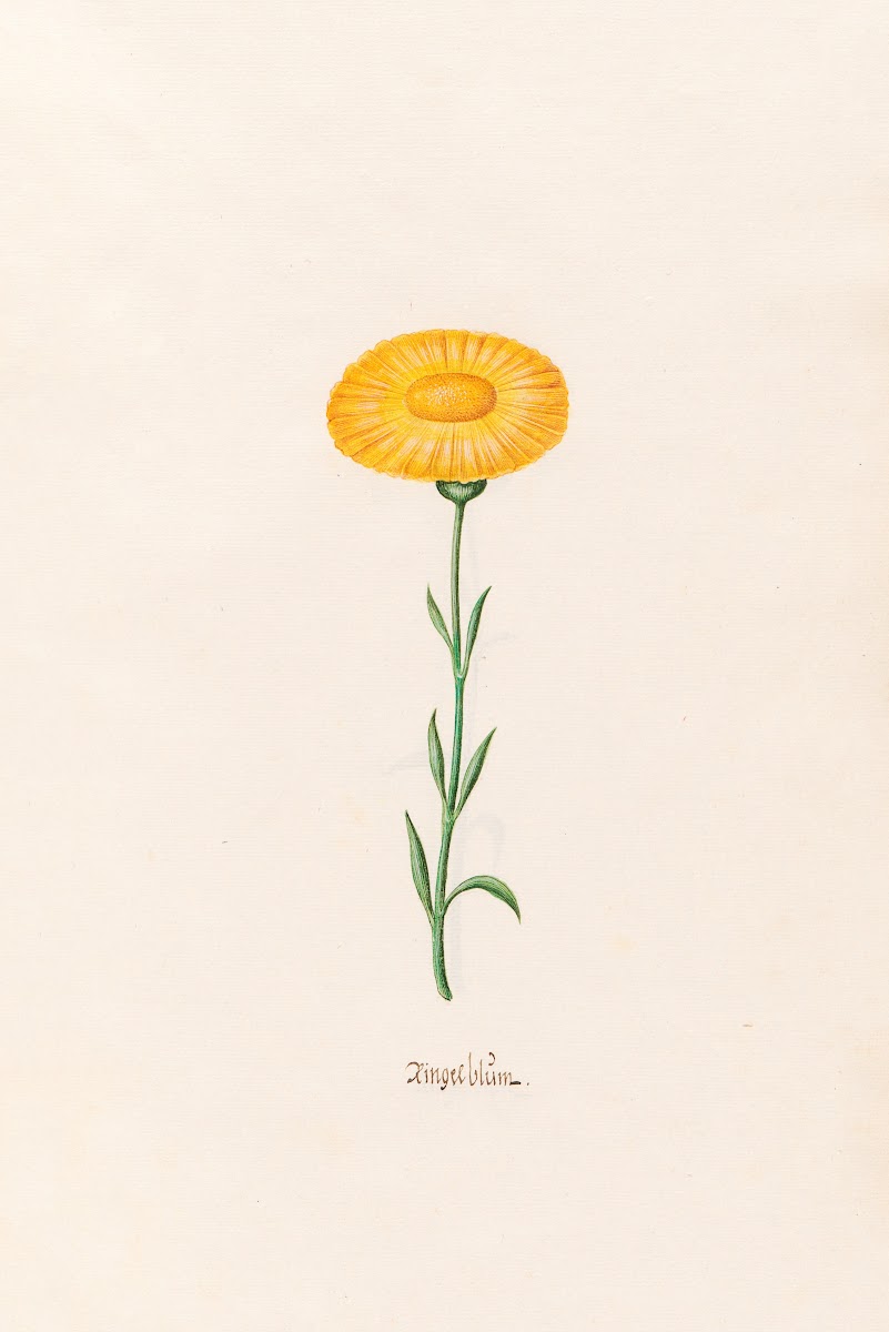 Ringelblüm 1692