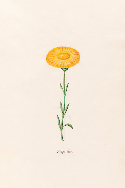Ringelblüm 1692
