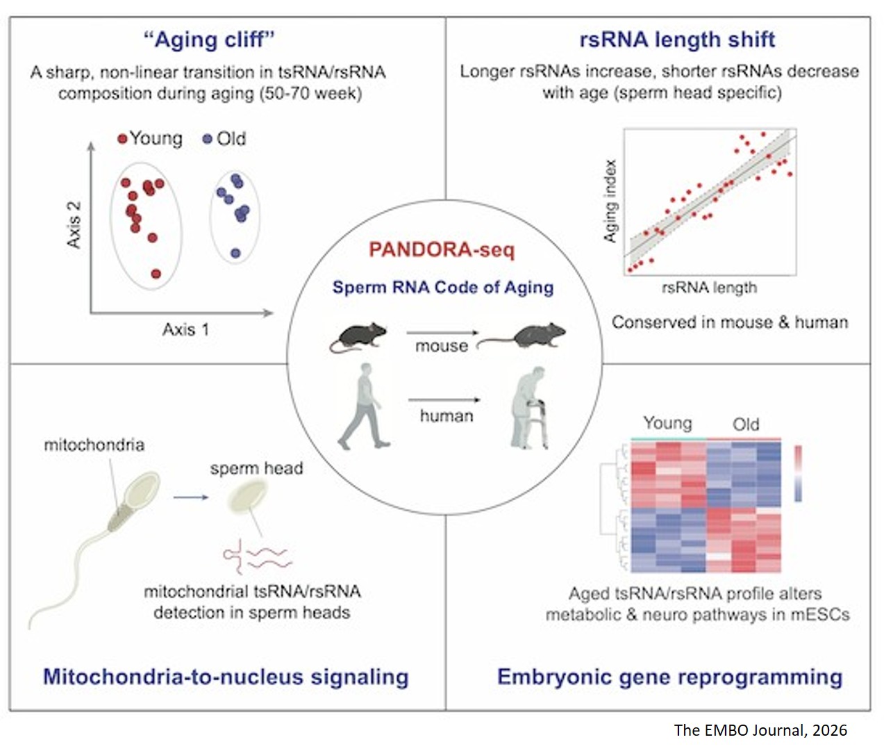 Conserved shifts in sperm small non-coding RNA profiles during mouse and human aging