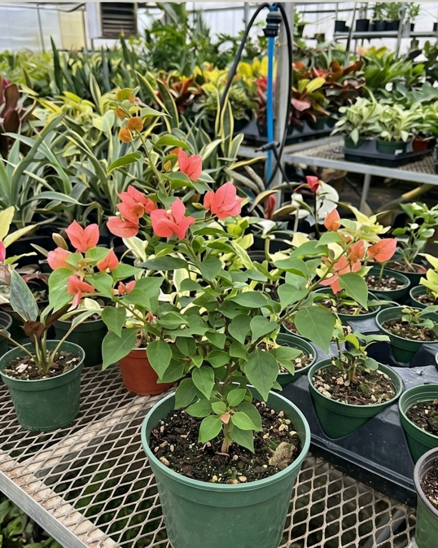 Imported Louis Wathen Bougainvillea Plant — view 4