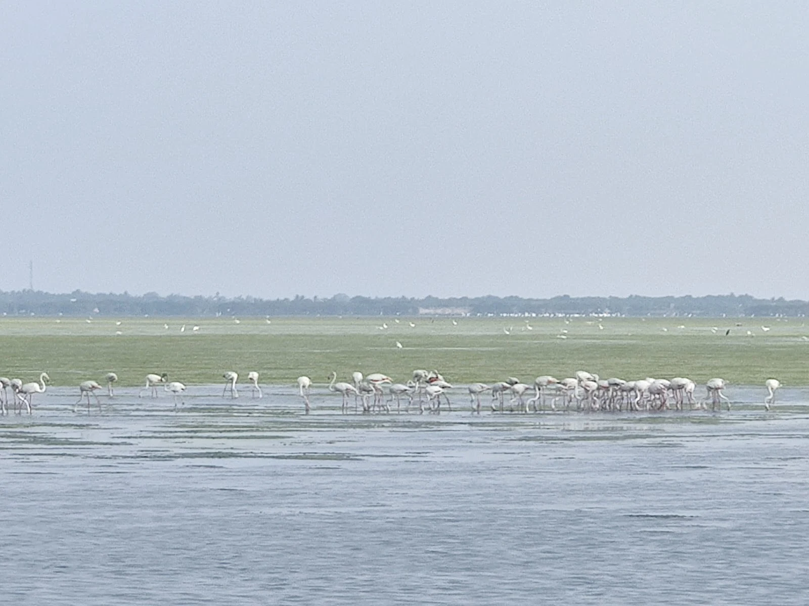 Pulicat Lake