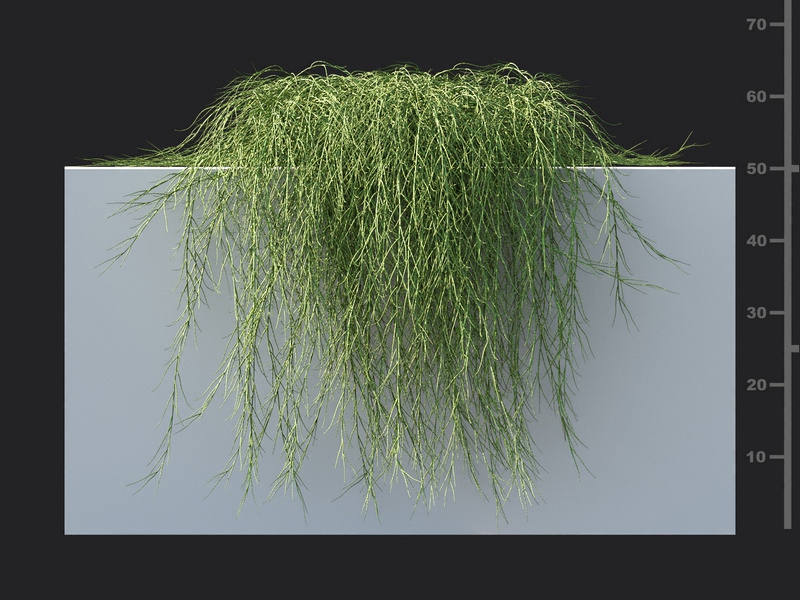 Maxtree - Plant Models Vol.119