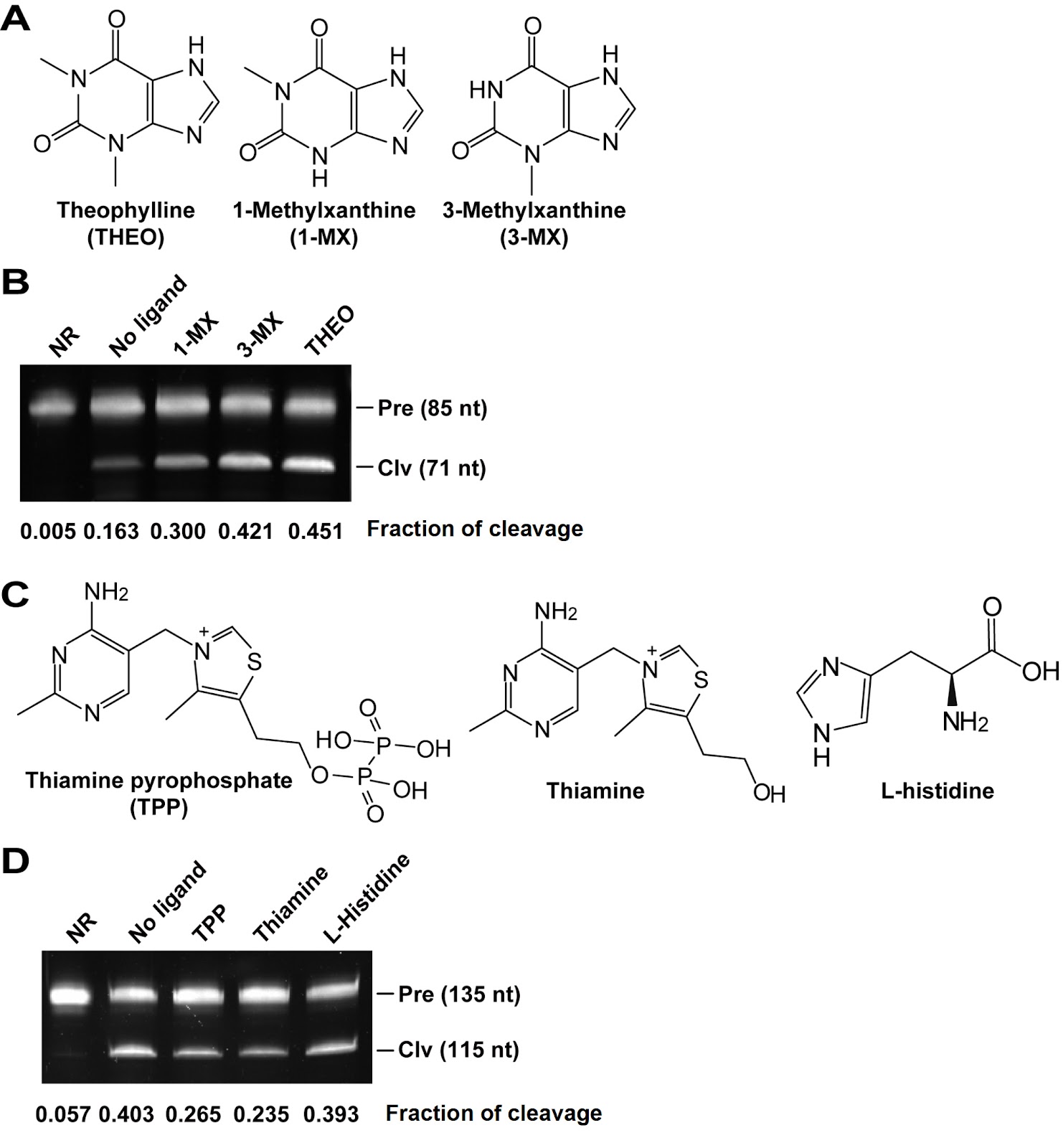 Integration of the hammerhead ribozyme into structured RNAs to measure ligand-binding events for riboswitch candidates and aptamers