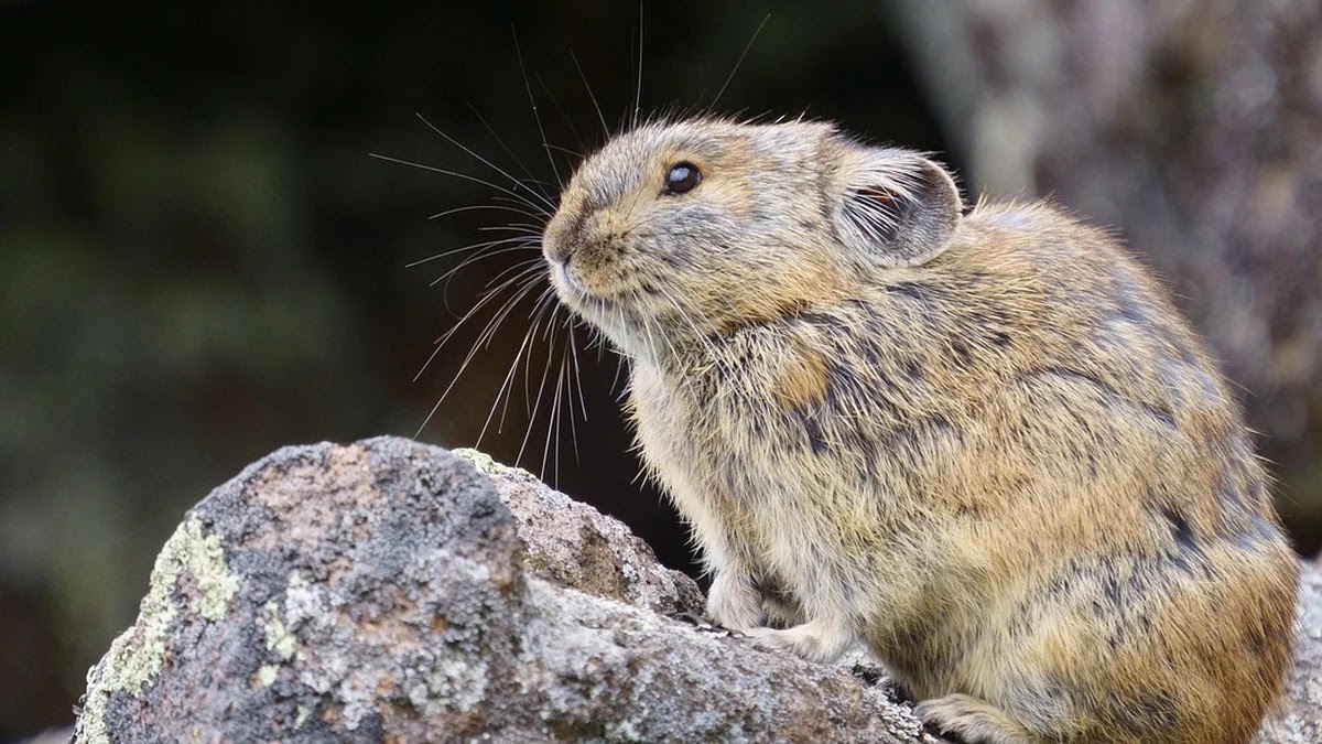 Pika 영상 생성 도구의 기능별 특징 및 실전 활용법 비교