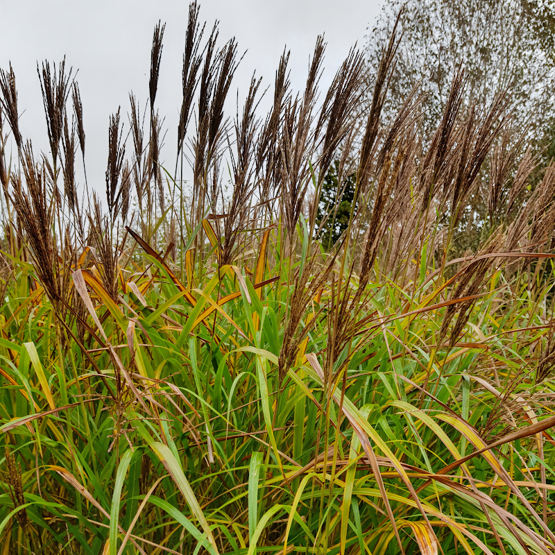 Miscanthus sinensis 'Red Tower' in fiore con spighe rosse nel giardino autunnale
