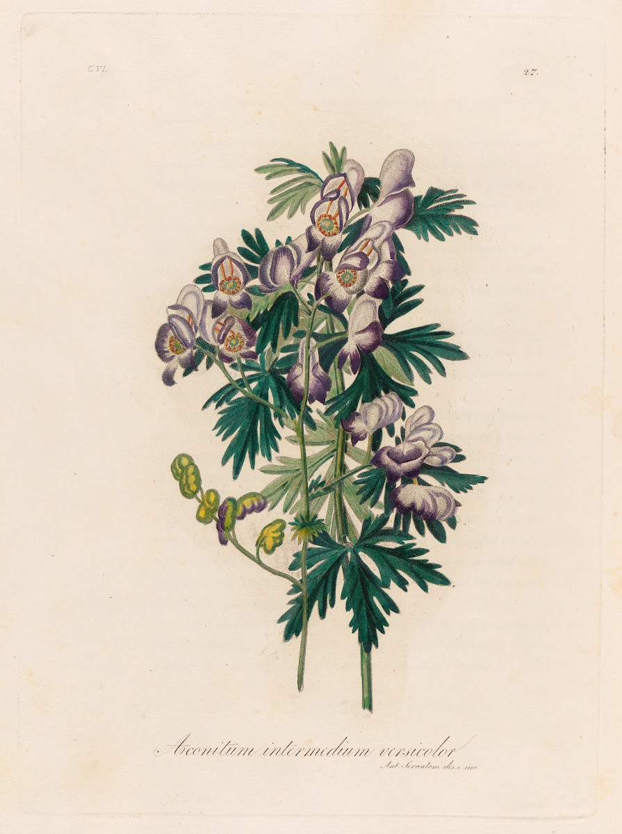 Aconitum intermedium versicolor 1818 1824