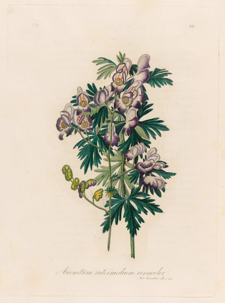 Aconitum intermedium versicolor 1818 1824