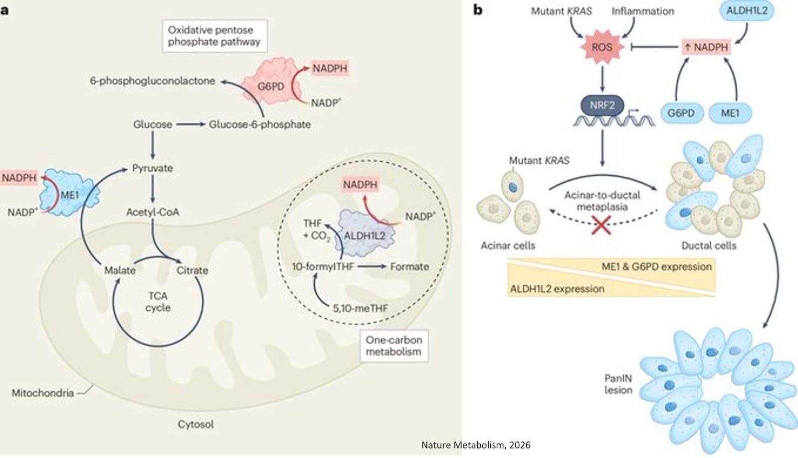 NADPH-producing enzymes restrict the formation of pancreatic precancerous lesions