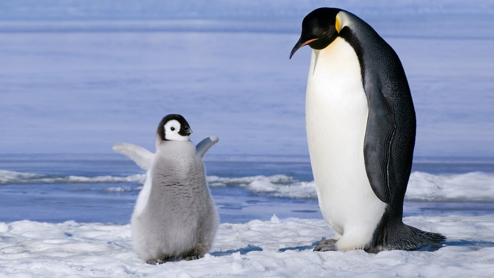 Penguins Wallpaper