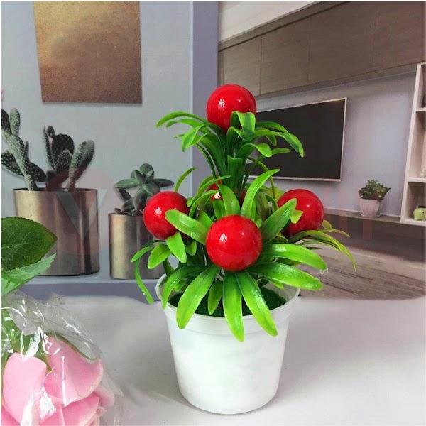 Pokok Mini Type 7 Cherry Pokok Ceri
