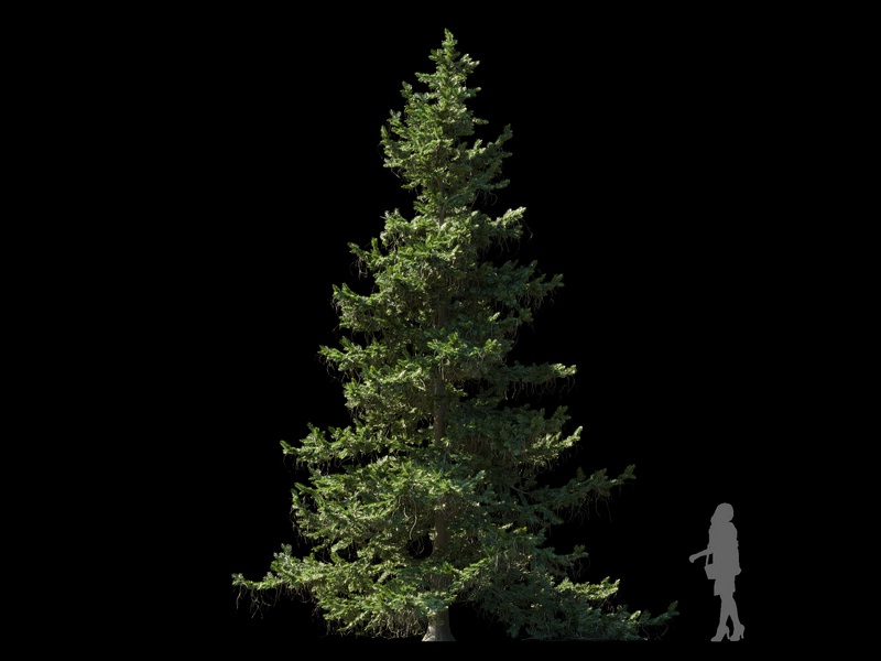 Maxtree - Plant Models Vol.120