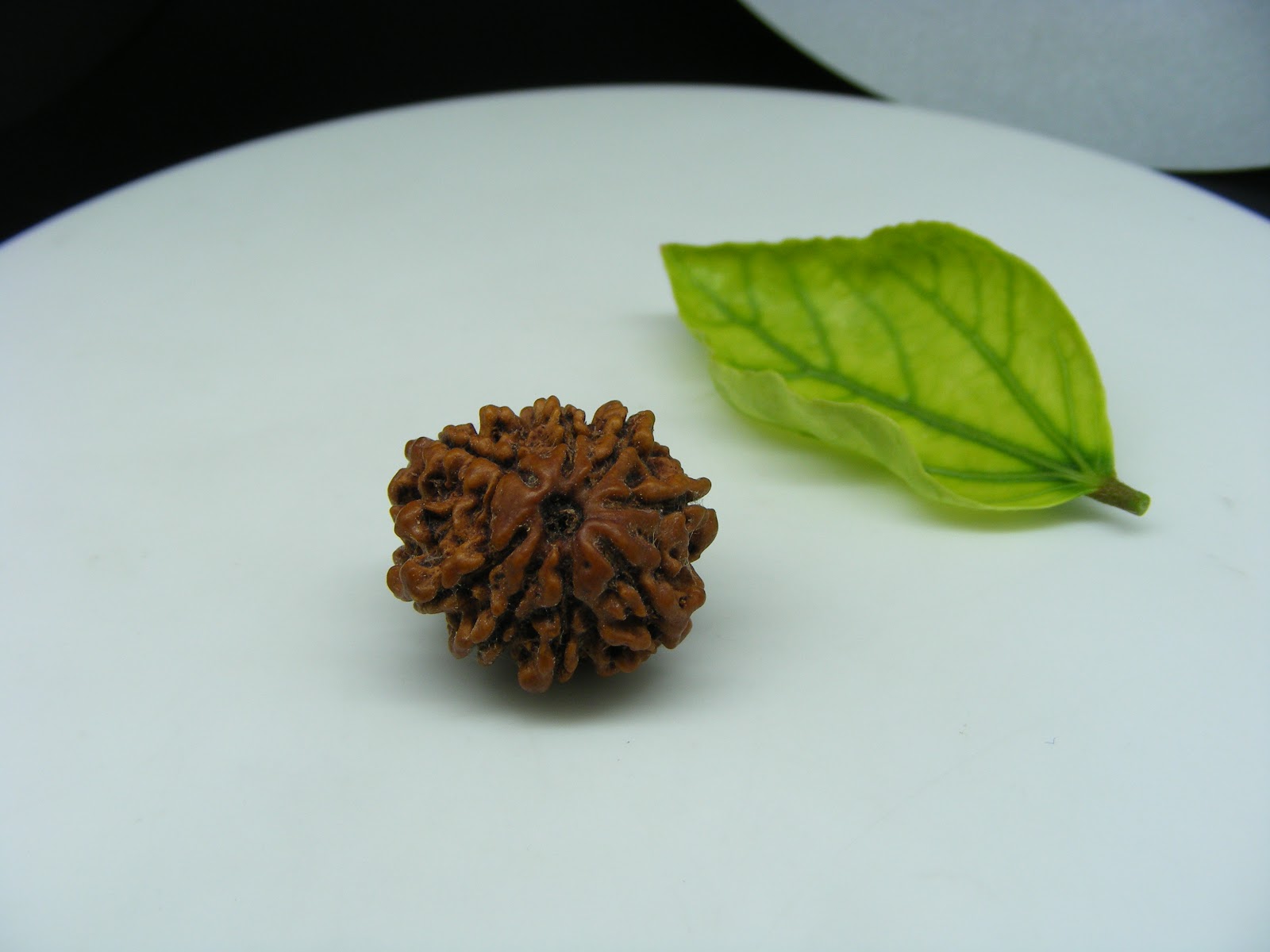 Natural 8 Mukhi Rudraksh