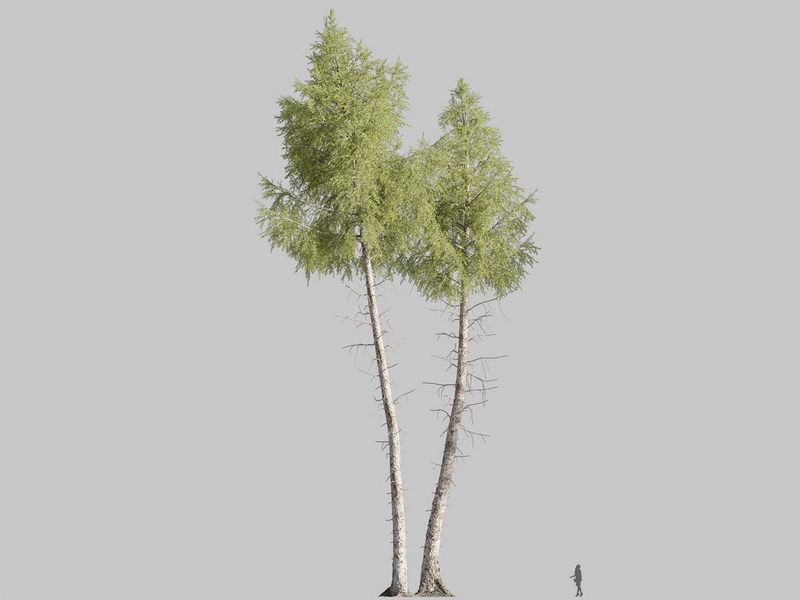 Maxtree - Plant Models Vol.126