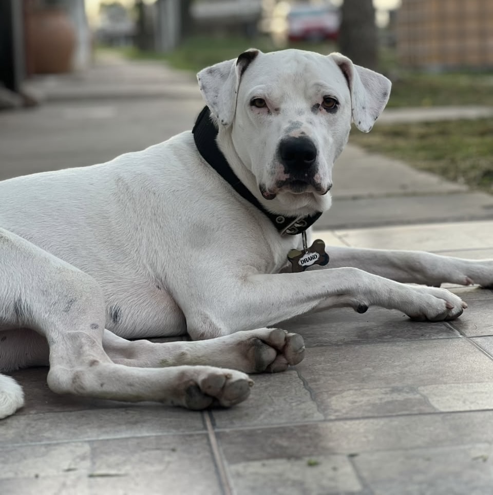 Drako 